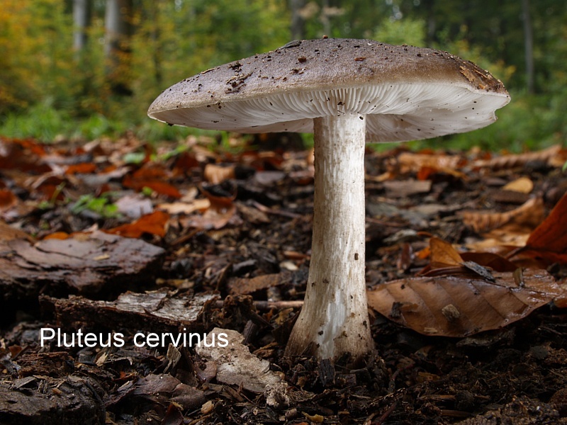 Pluteus cervinus-amf1485.jpg - Pluteus cervinus ; Syn: Pluteus atricapillus ; Nom français: Plutée couleur de cerf